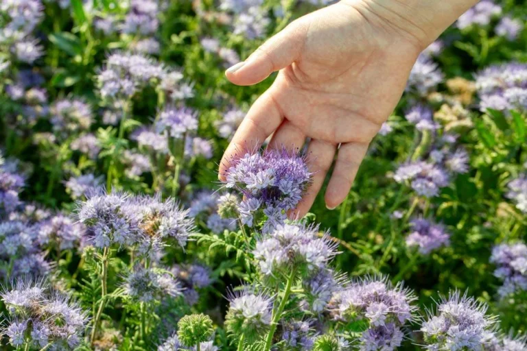 Phacélie en croissance au jardin