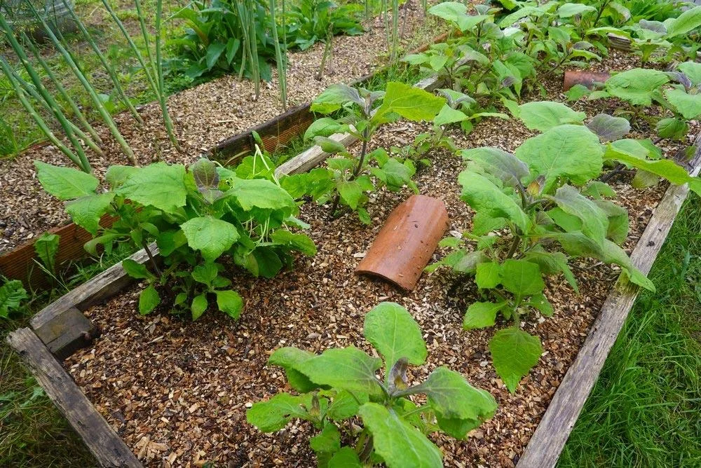 Culture de la poire de terre au potager