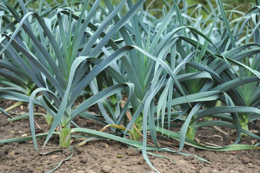 Poireau en croissance au potager