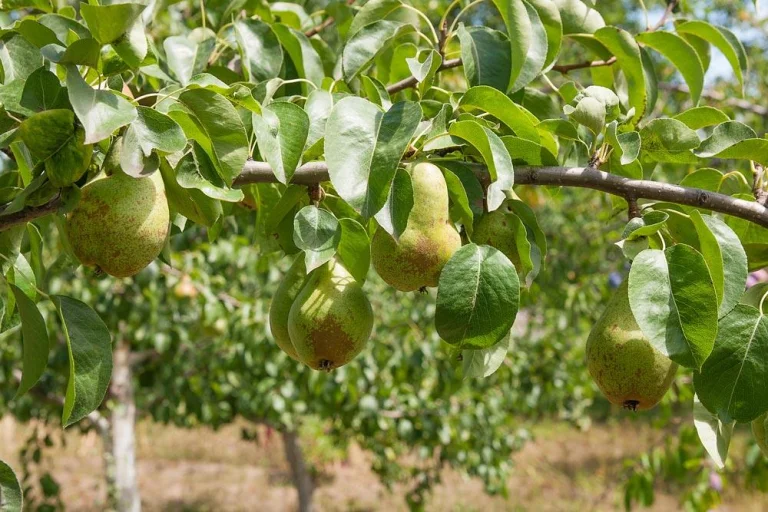 Poirier en croissance au jardin