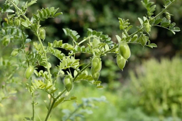 Pois chiche en croissance au potager