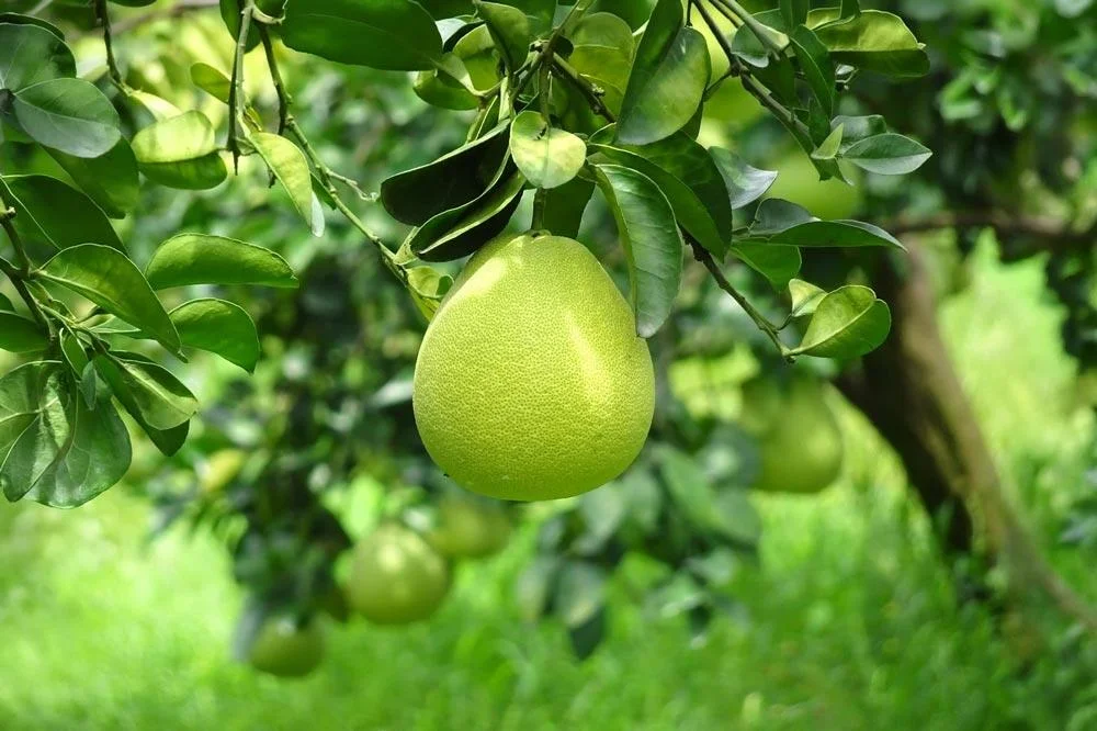 Pomelo portant ses fruits et son feuillage