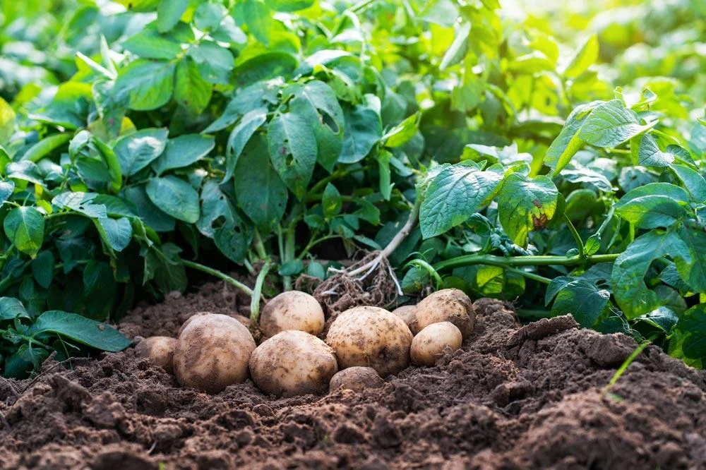 Tubercules de pommes de terre fraîchement déterrés