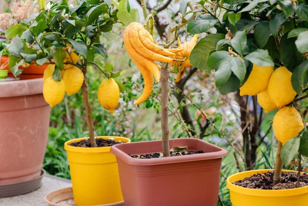 Main de Bouddha cultivée en pot pour la protéger du gel
