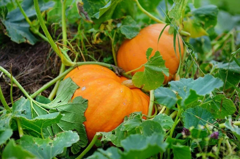 Potiron en croissance au potager
