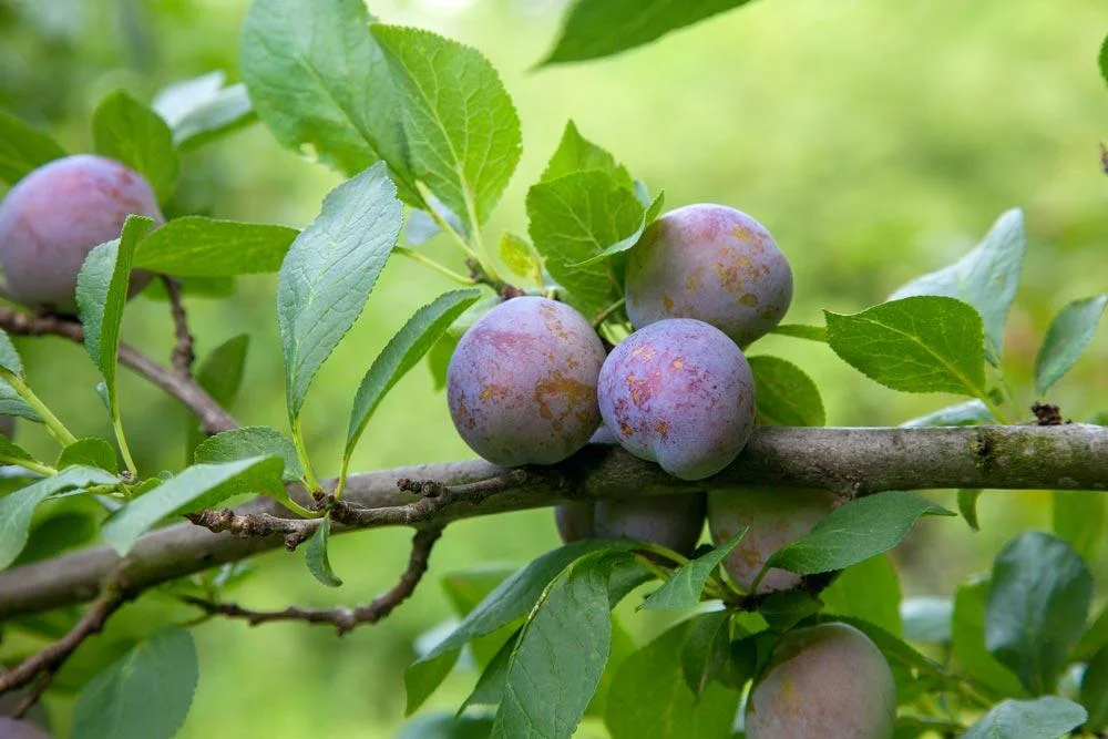 Prunier portant ses feuilles et ses fruits