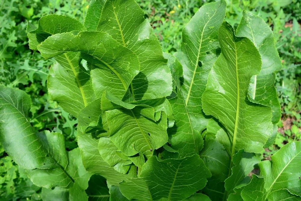 Raifort en croissance au potager