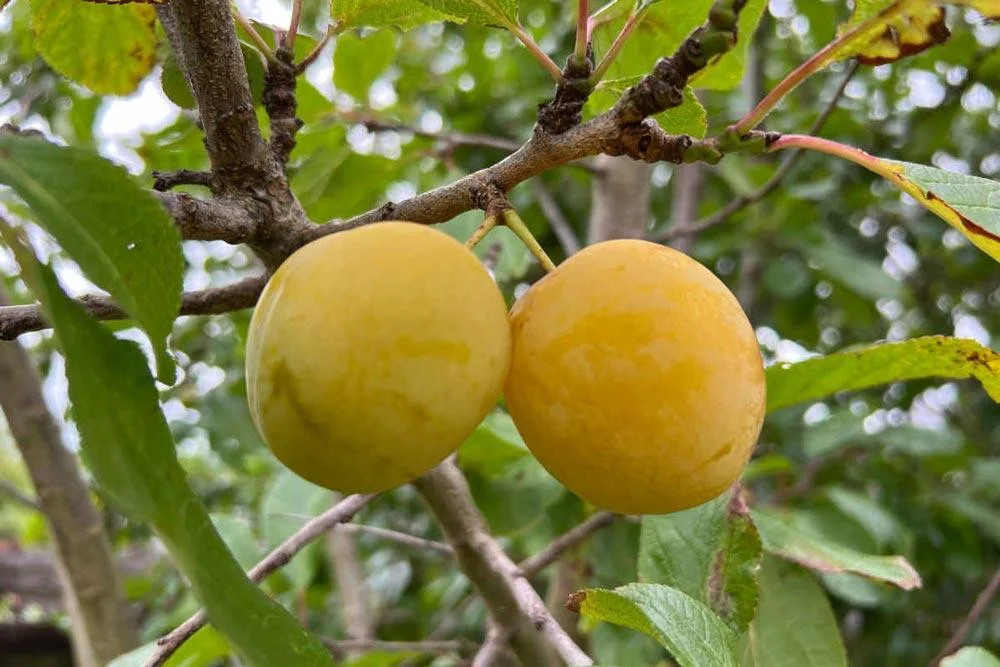 Prunier Reine-Claude portant ses fruits