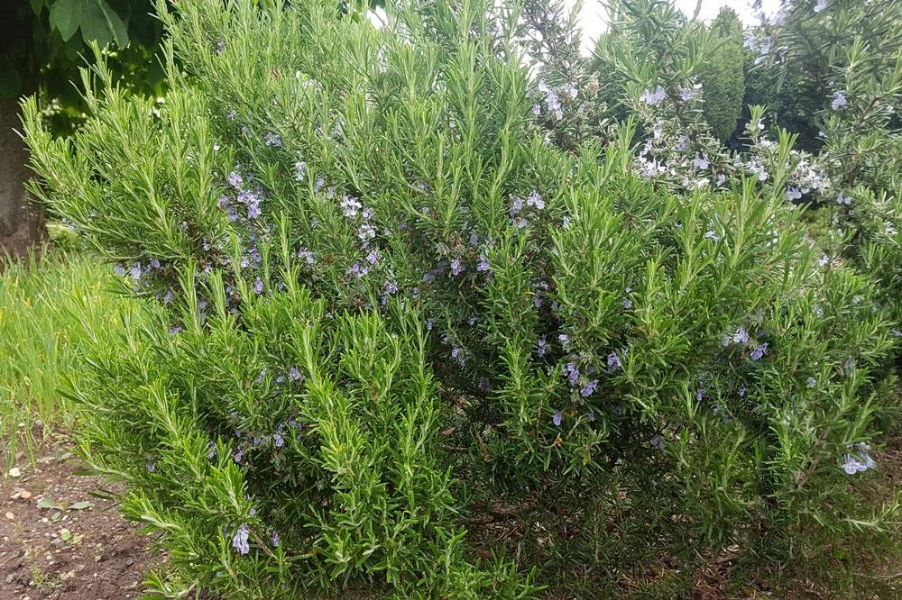 Culture du romarin au jardin