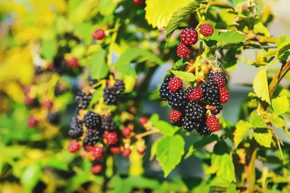 Ronce cultivée portant des mûres au jardin