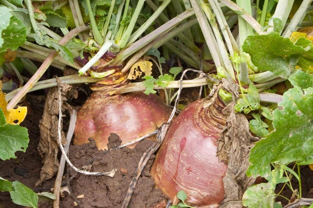 Culture du rutabaga au potager