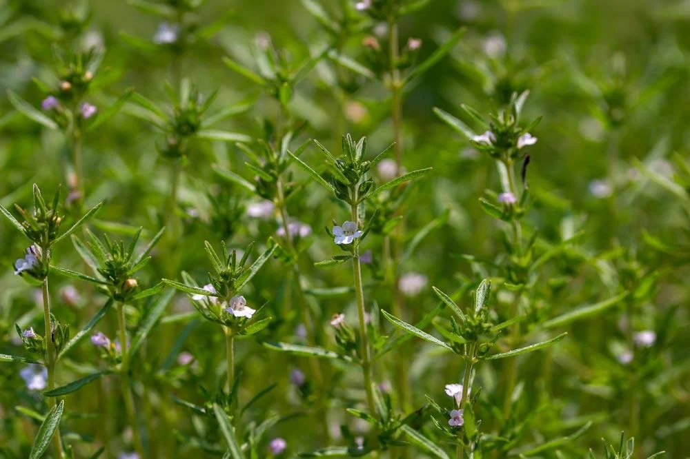 Culture de la sarriette au jardin