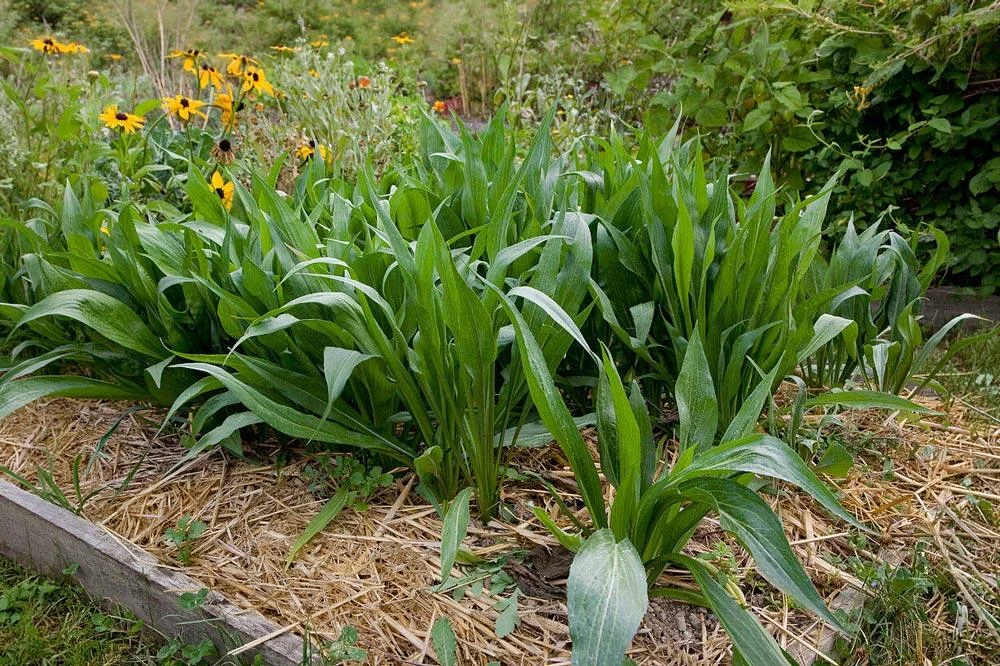 Scorsonère en croissance au potager