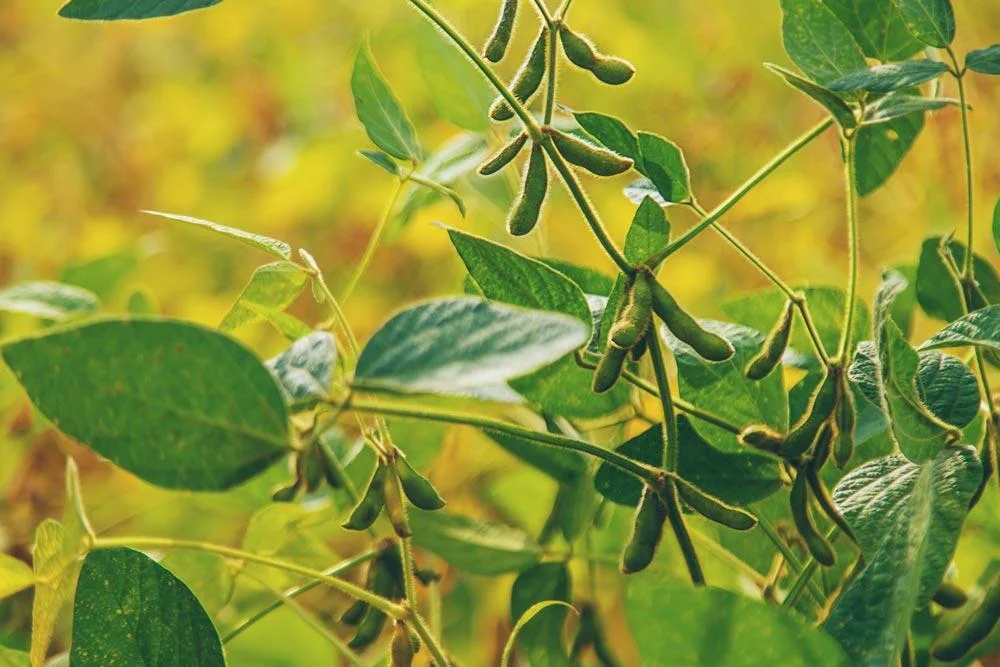 Soja en croissance au potager