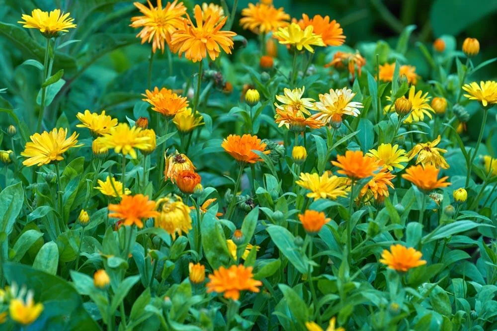 Souci en fleurs au jardin