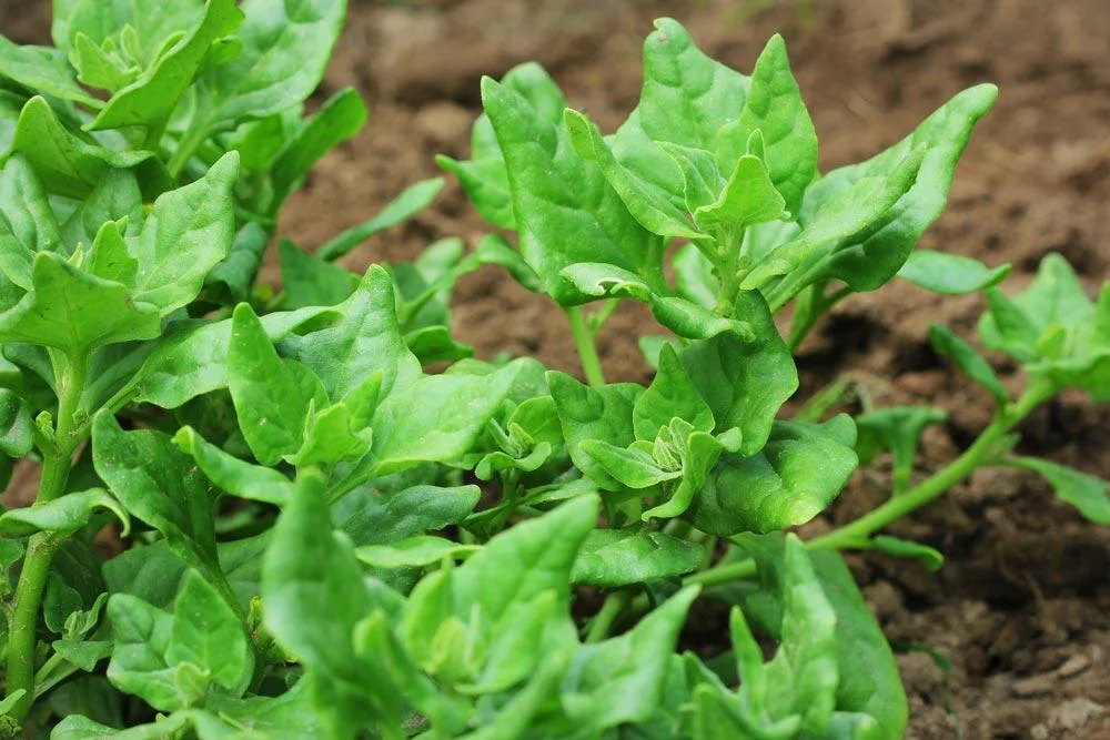 Tétragone en croissance au potager