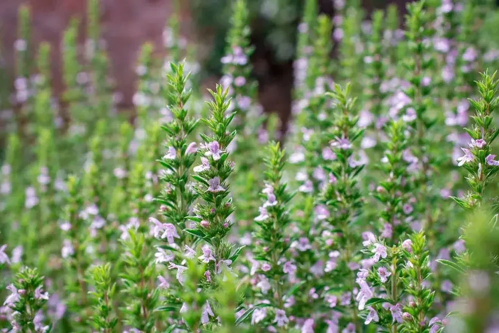Culture du thym au jardin