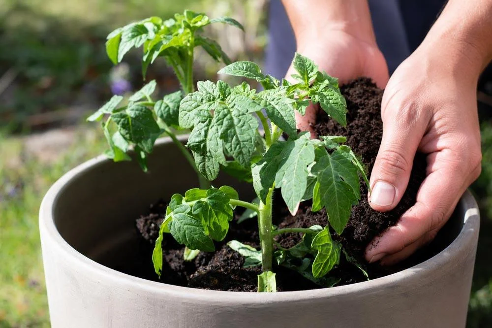 Culture des tomates en pot