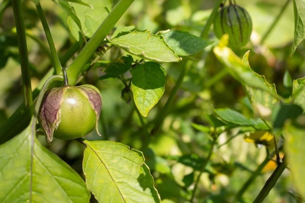 Tomatillo en croissance au potager