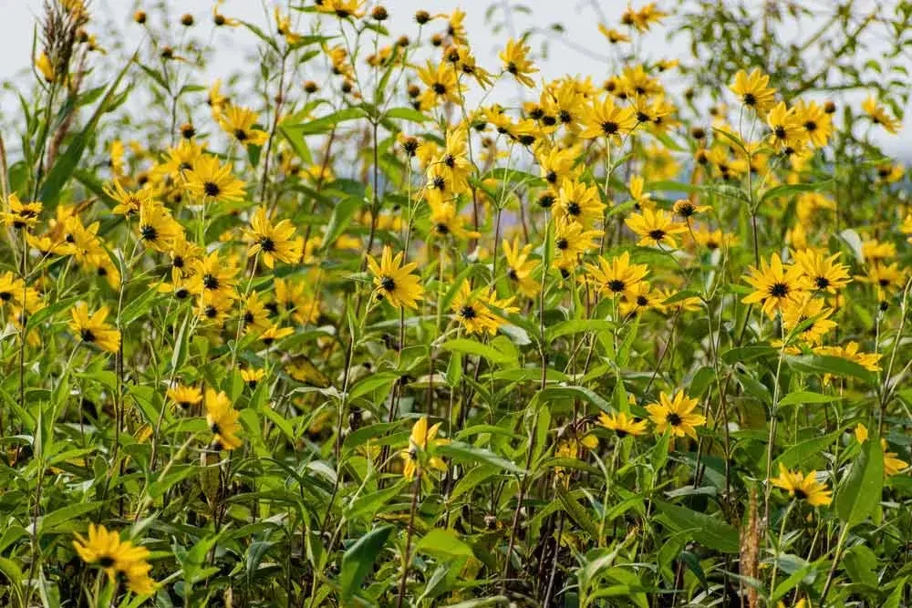 Topinambour en croissance au potager