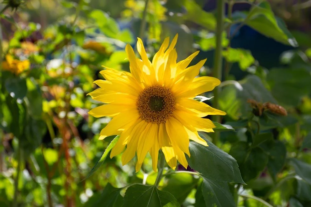 Tournesol en fleurs au jardin