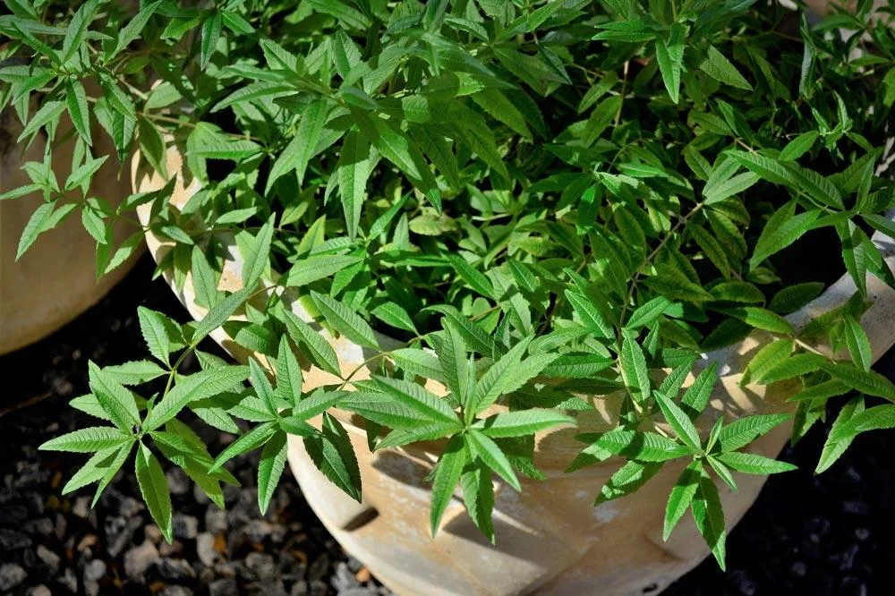 Culture de la verveine citronnée en pot