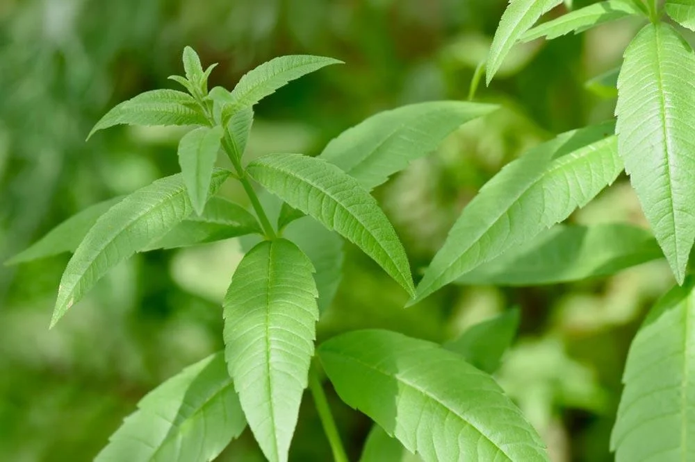 Verveine citronnée en croissance au jardin