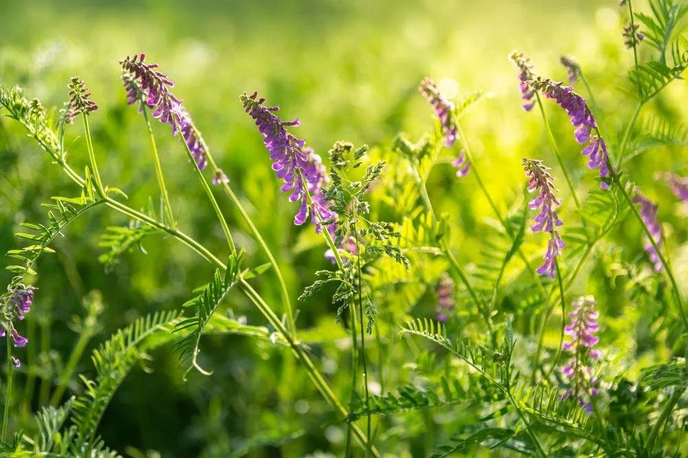 Vesce en croissance au jardin