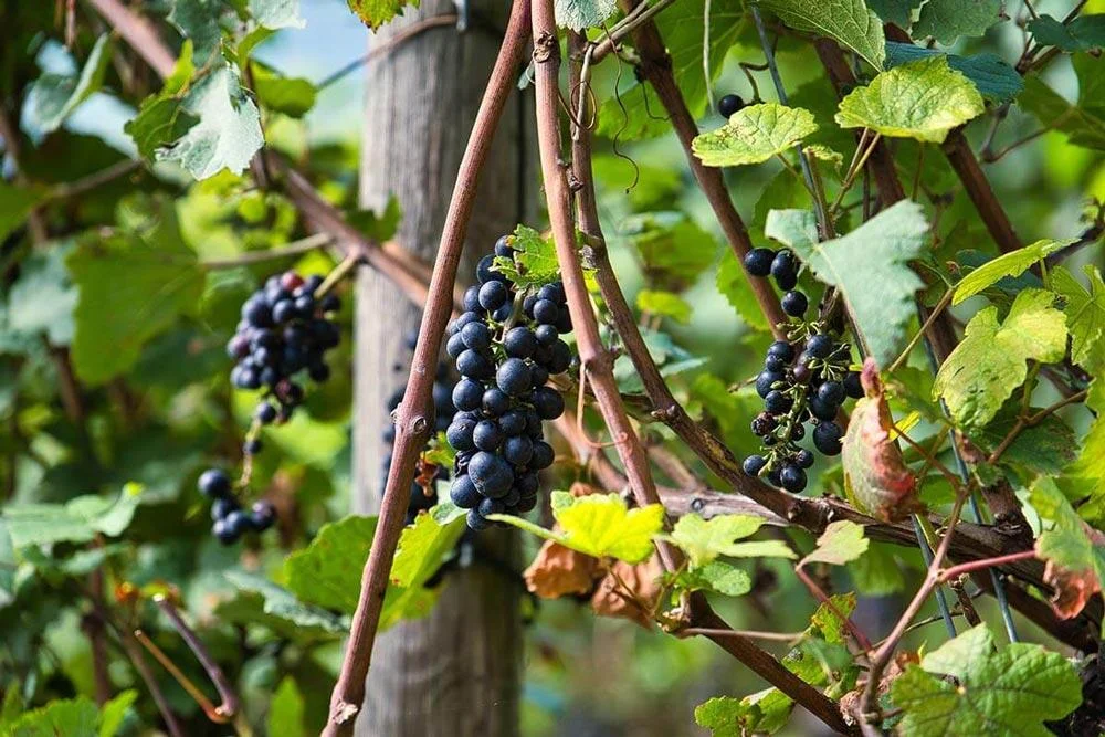 Vigne en croissance au jardin