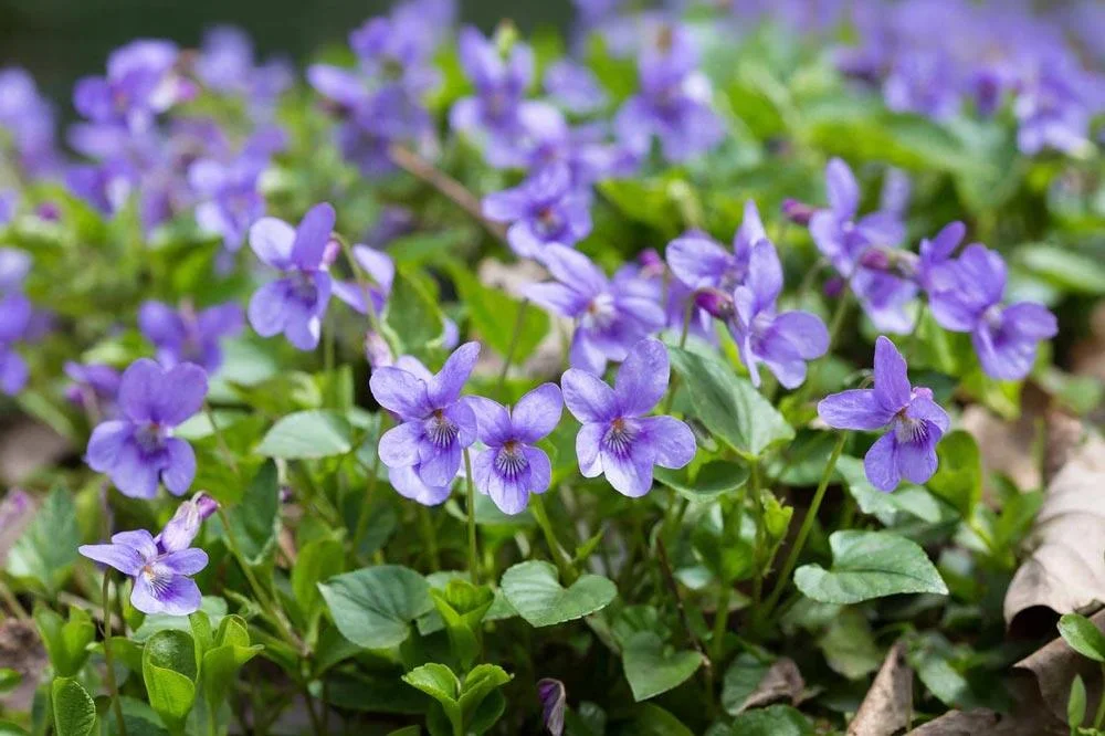 Violette odorante en fleurs au jardin