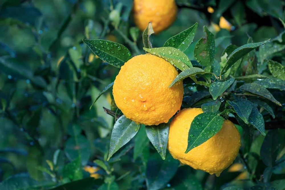 Yuzu portant ses fruits mûrs sur l’arbre