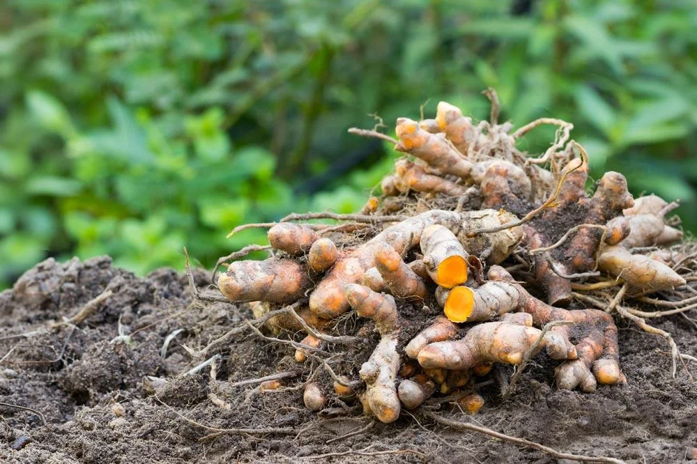 Curcuma
