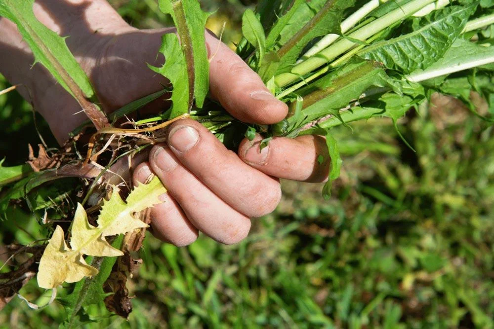 Désherbage des pissenlits au jardin