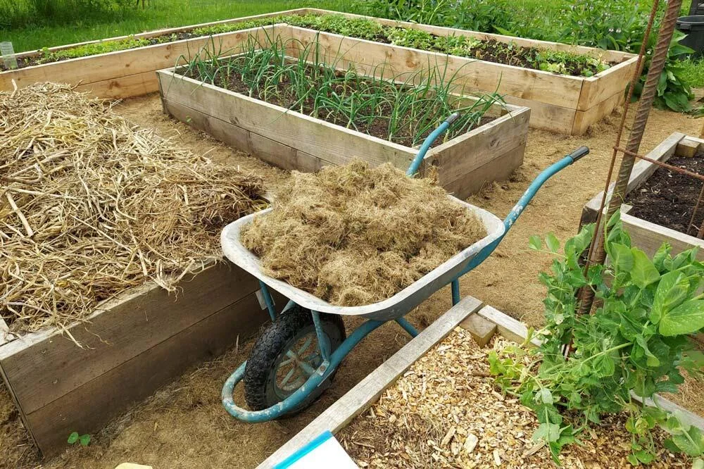 ypes paillis potager comparatif paillage légumes