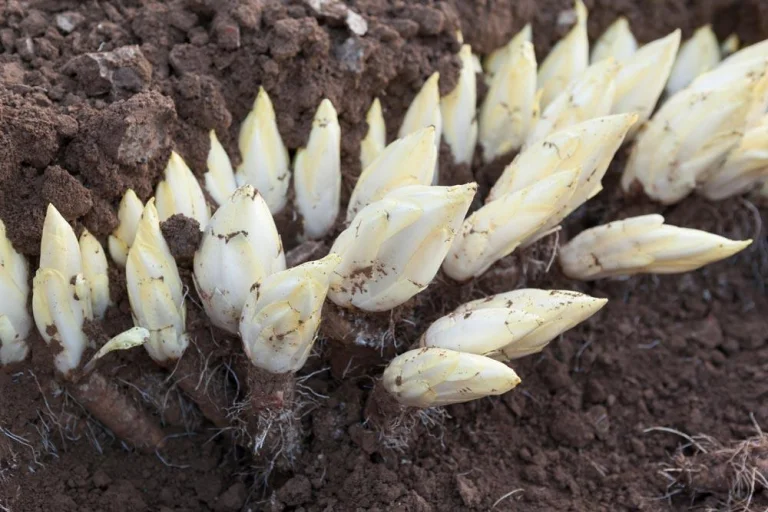 Endive