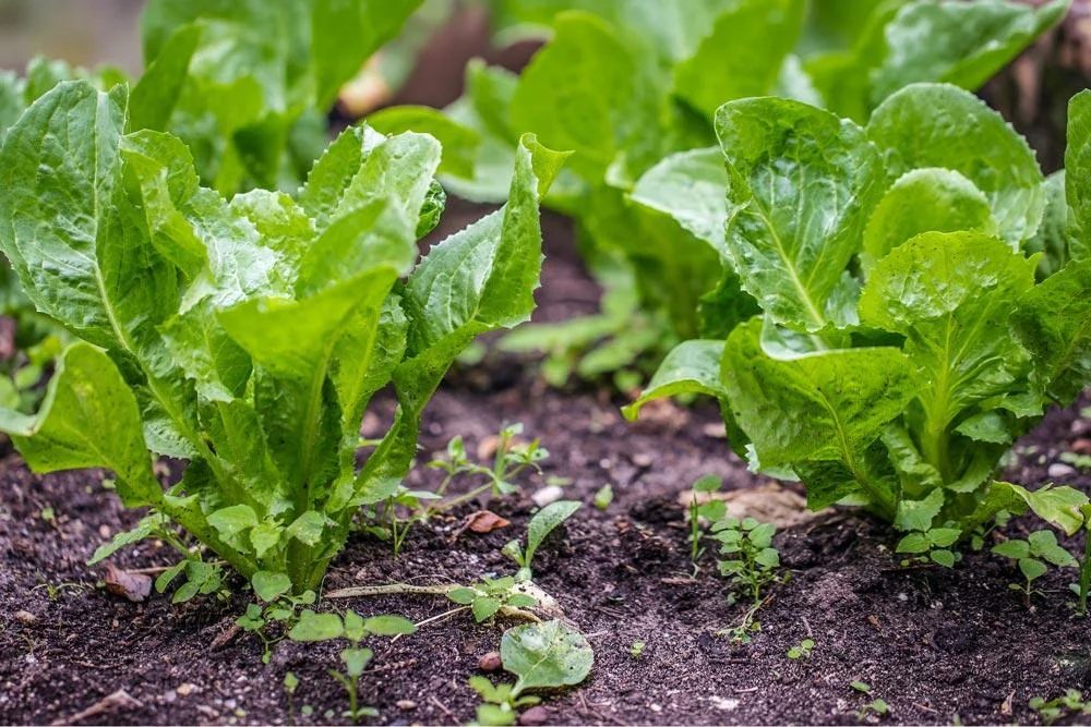 Culture des endives au potager