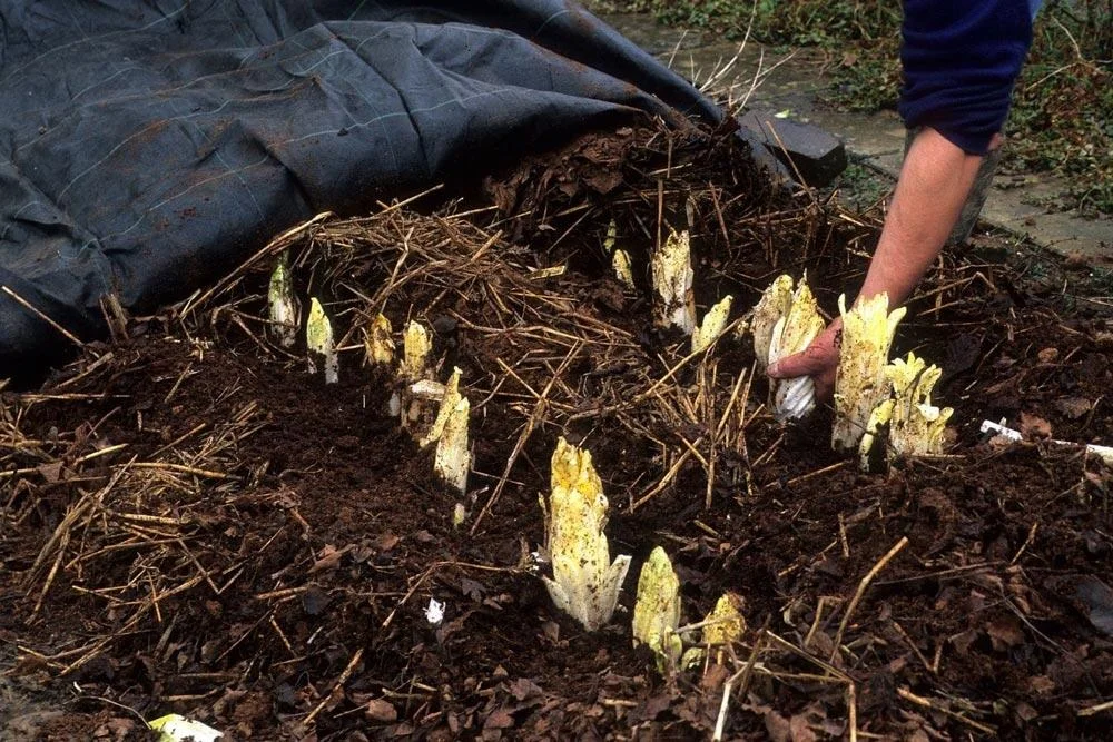 Forçage des endives pour obtenir les chicons