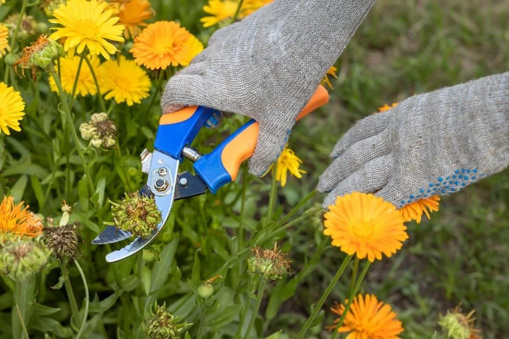 Suppression des fleurs fanées du souci