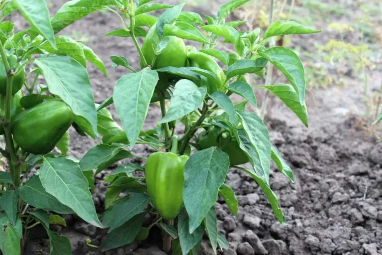 Entretien du poivron au potager