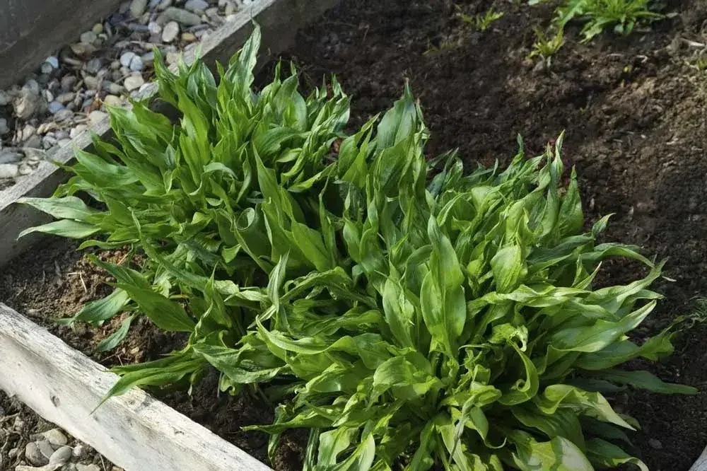 Entretien des salsifis au potager