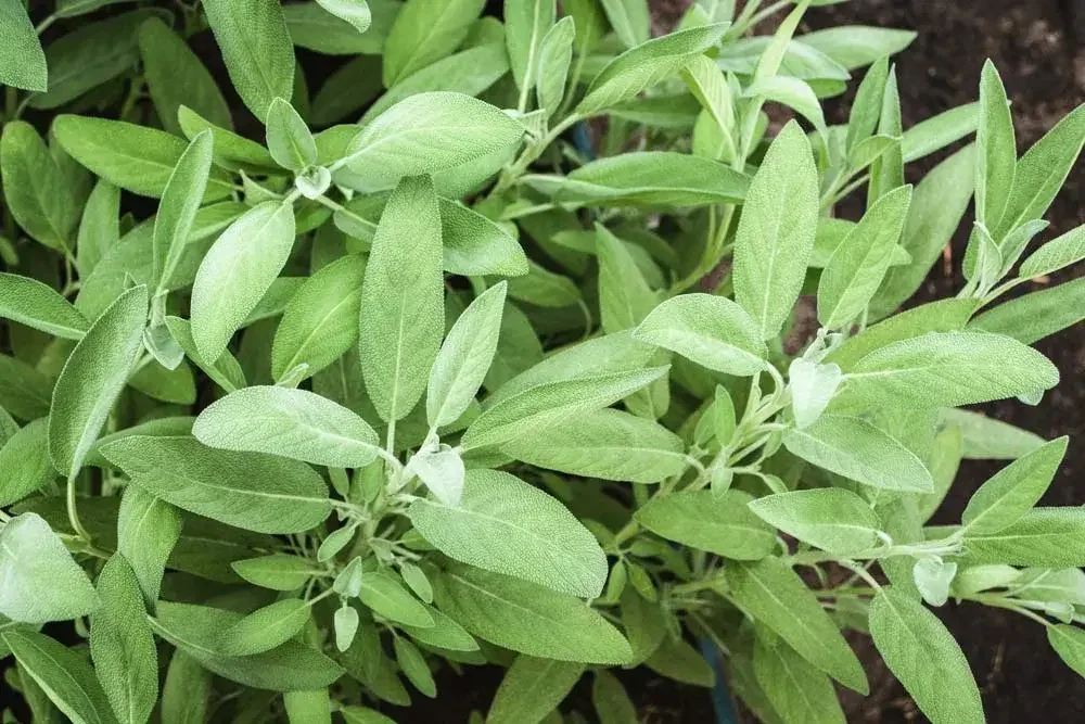 Entretien de la sauge au jardin