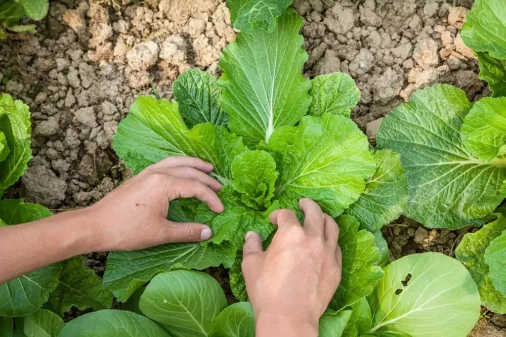 Entretien du pé-tsaï au potager