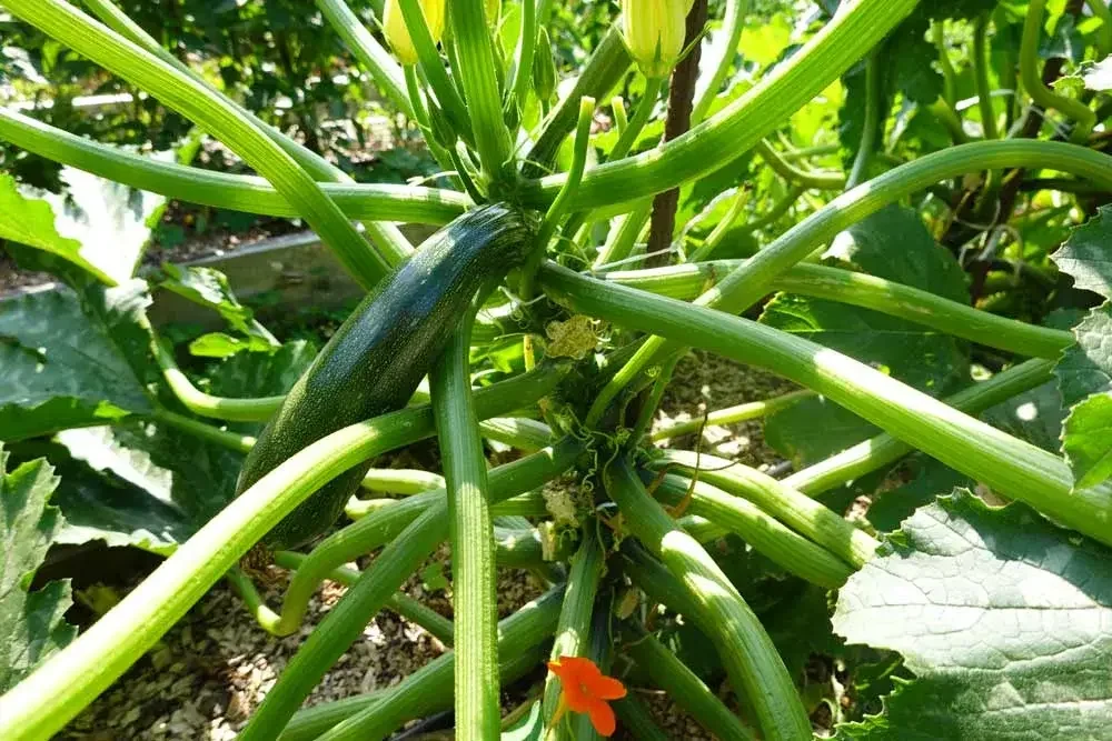 Entretien des plants de courgette au potager