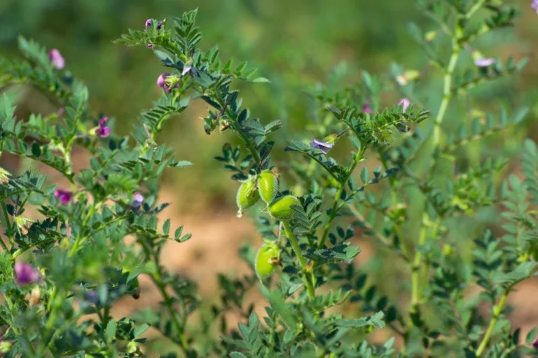 Entretien du pois chiche au potager