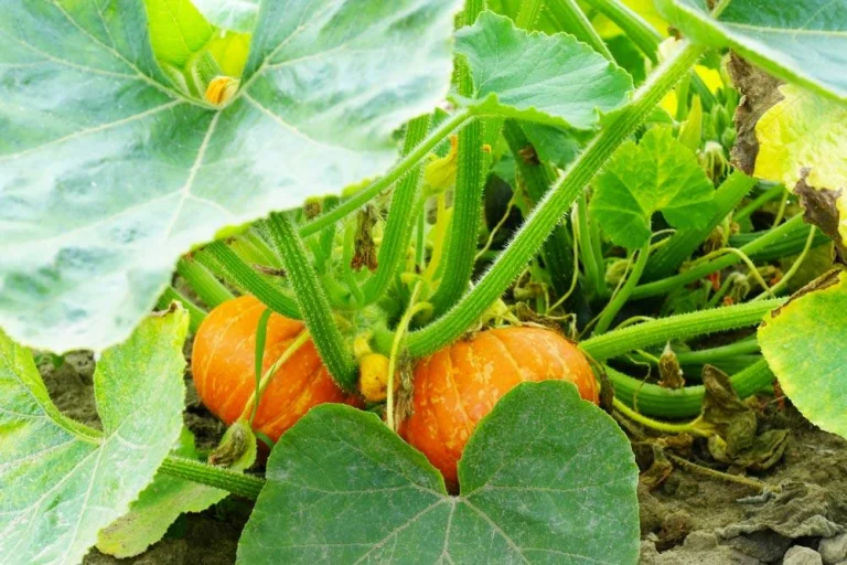 Entretien du potimarron au potager