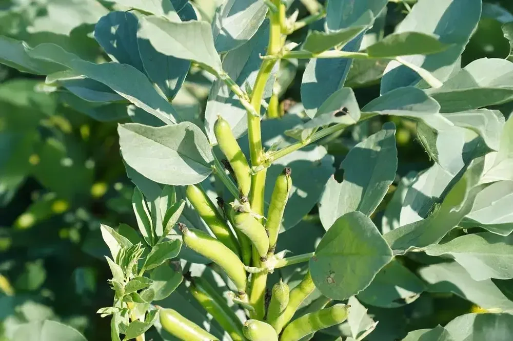 Entretien des fèves au potager