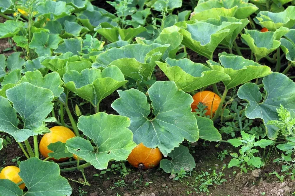 Entretien des courges au potager