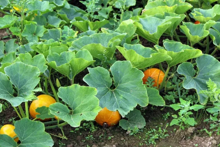 Entretien des courges au potager