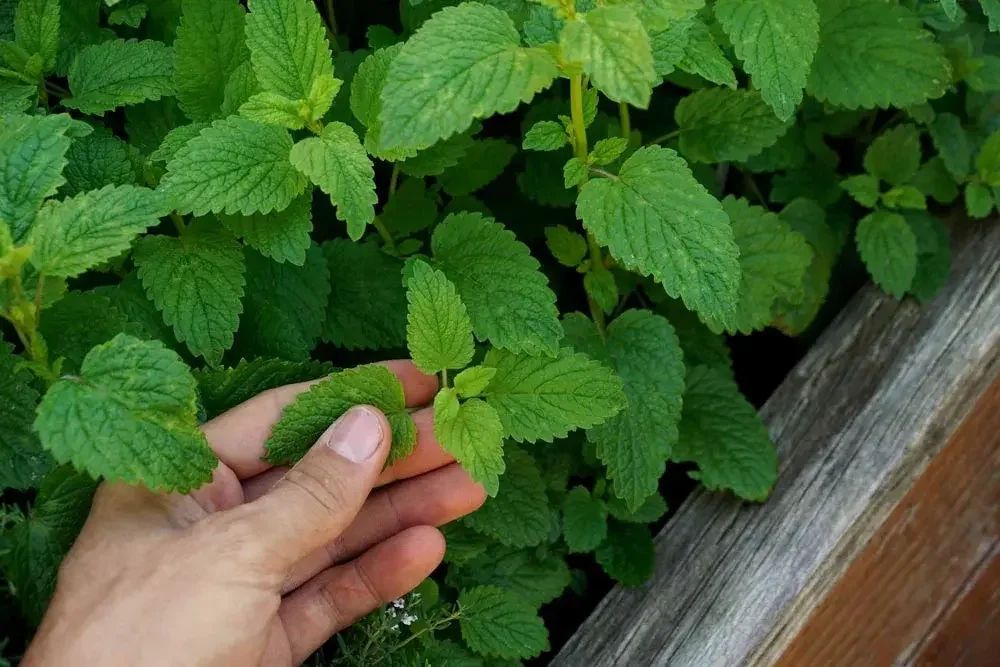 Entretien de la mélisse au jardin