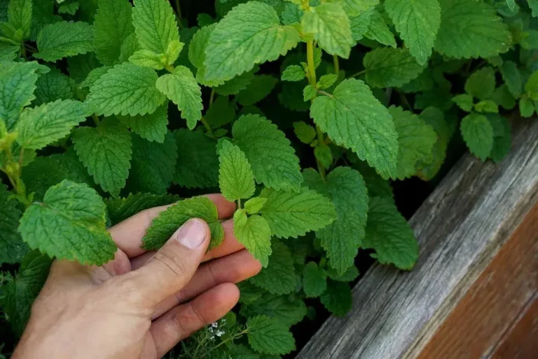 Entretien de la mélisse au jardin